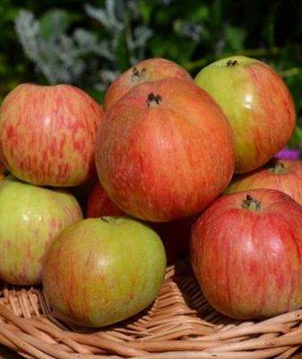 Яблоко с ярко выраженным медовым вкусом — сорт коробовка