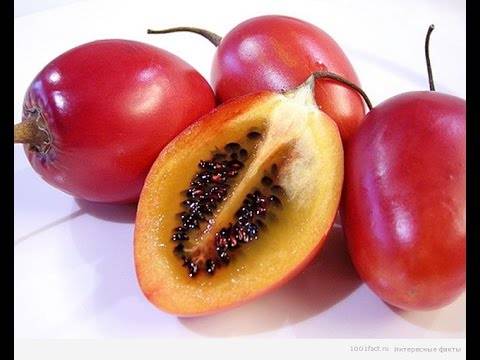 Чем полезны плоды томатного дерева или тамарилло?