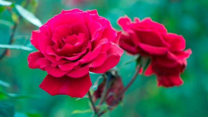 Роза чг осиана — на волне любовных страстей