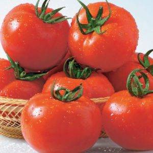 Железная леди: подробное описание и особенности выращивания томата
