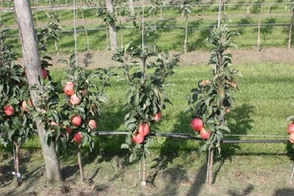 Правильная прививка яблони на дичку — залог хорошего урожая