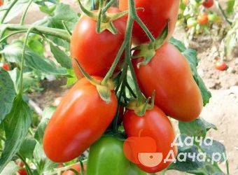 Вкусный томат «фунтик f1»: характеристика и фото с описанием сорта