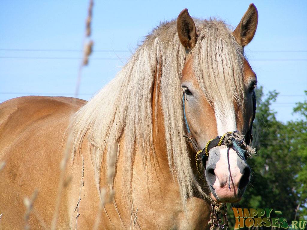 Цыганская упряжная лошадь (тинкер): описание, характеристики, уход, содержание и назначение