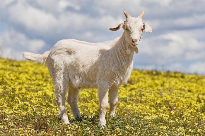 Как лечить коз тимпанолом и инструкция по применению, дозировка и аналоги