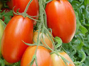 Томат дамские пальчики: выращивание помидор, характеристика и описание сорта