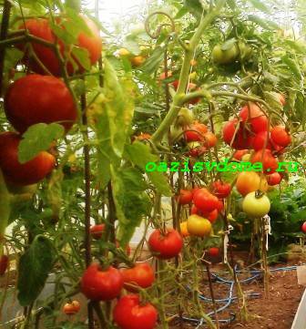 Описание сорта томата Баттерфляй, его характеристика и урожайность