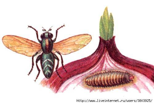 Луковая муха: как бороться с вредителем лука, чем обработать — химические и народные средства