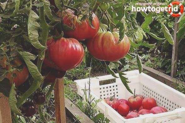 Описание сорта томатов Импала и их характеристики