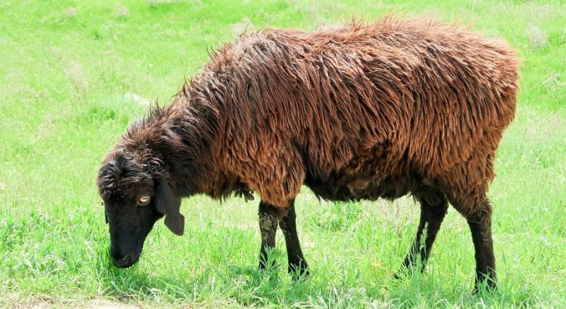 Породы овец мясного направления: самые выгодные и крупные