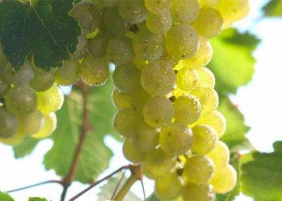 Виноград рислинг рейнский — описание сорта и характеристика