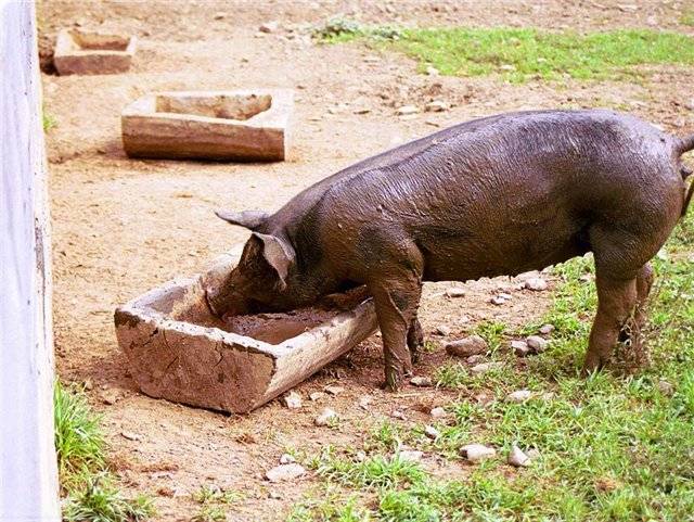 Как сделать кормушки для свиней своими руками