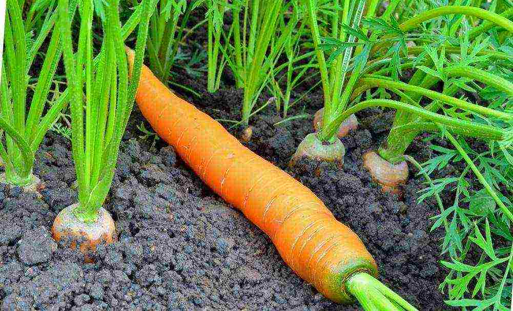 Как сажать морковь семенами в открытом грунте