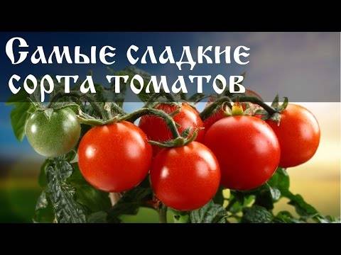 Описание сорта томата сахарные пальчики, его характеристика и урожайность
