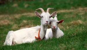 Признаки окота у козы: подготовка, роды и уход