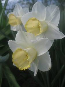 Нарциссы — цветы весны