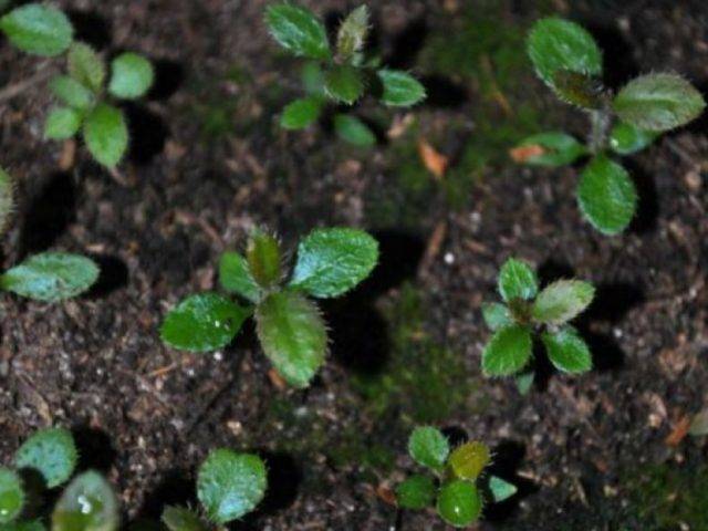 Рододендрон: посадка и уход, выращивание из семян