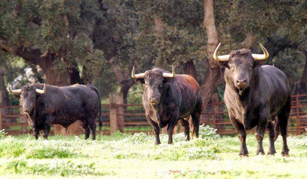 Первобытный бык: история дикого тура. историческая легенда — животное дикий бык тур тур или первобытный бык