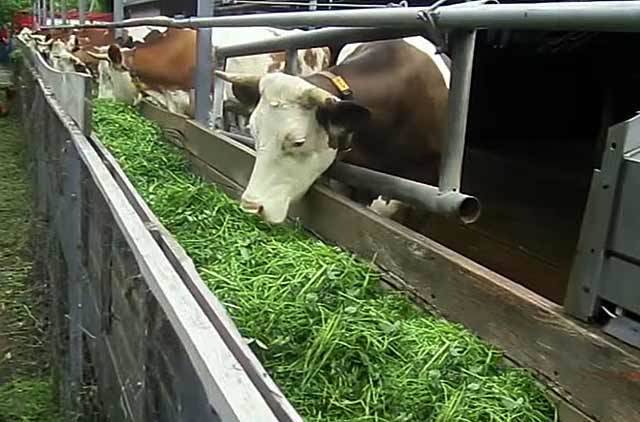 Сколько сена надо корове на зиму – сколько нужно сделать запасов в тюках и кг