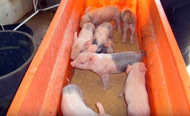 Особенности кормления супоросных свиноматок