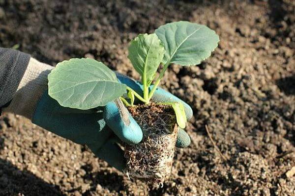 Как правильно сажать капусту в открытый грунт