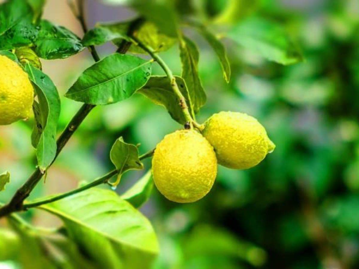 Почему лимон желтый. Лимон (Коста-Рика). Лимон дерево. Китайский лимон. Листья лимона.