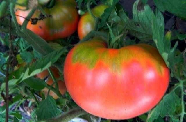 Описание сорта томата Мармелад желтый, его характеристика и урожайность