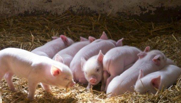 Какие вакцины нужны для поросят и беременных свиней