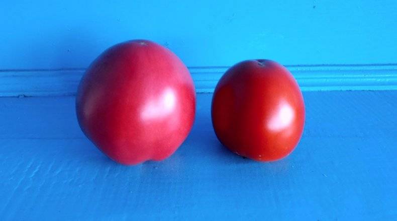 Как выращивать помидоры «клуша»