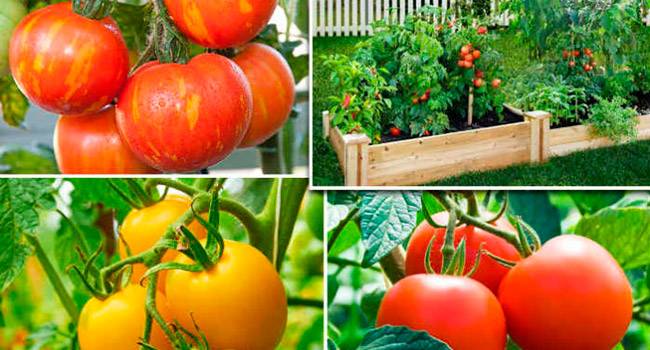 Помидоры, которые можно аллергикам — сорт томата «оранжевое сердце»: фото, описание и основные характеристики