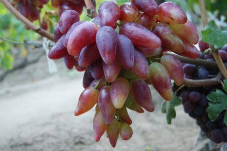 Дубовский — сорт винограда
