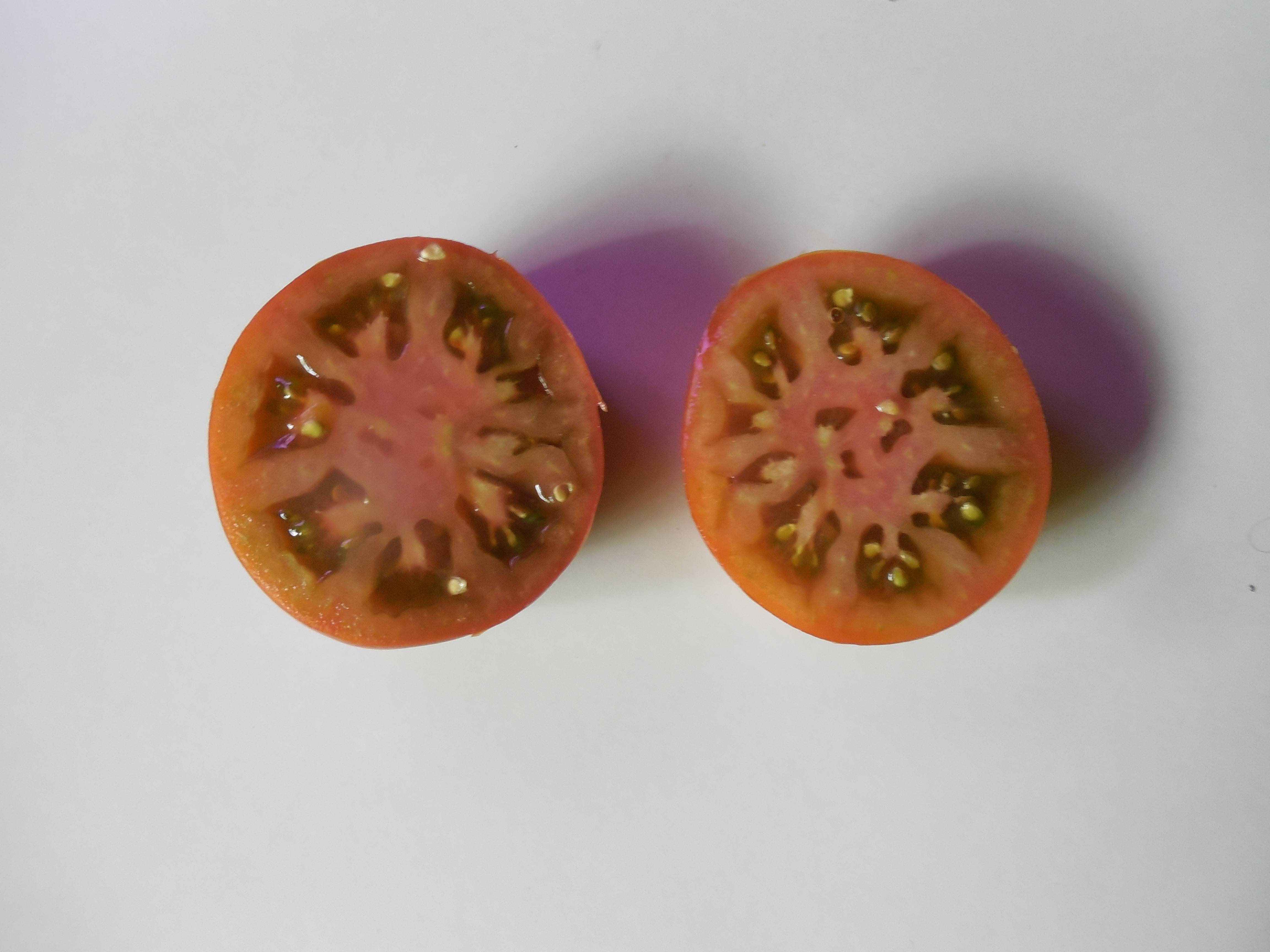 Описание сорта томат шоколадный зайчик и его характеристики