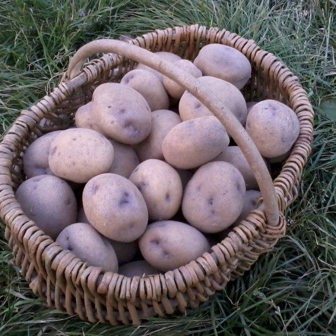 Описание сорта картофеля Синеглазка, его выращивание и уход