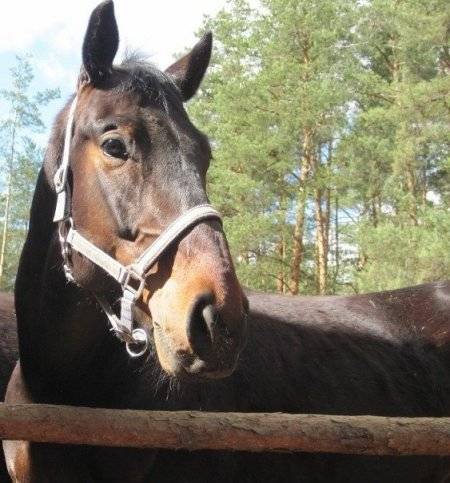 Русская верховая порода лошадей: история происхождения, особенности содержания