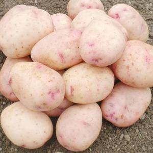 Картофель аврора: описание, особенности выращивания, отзывы