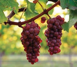 Горошение винограда: что делать и как избежать, причины и профилактика