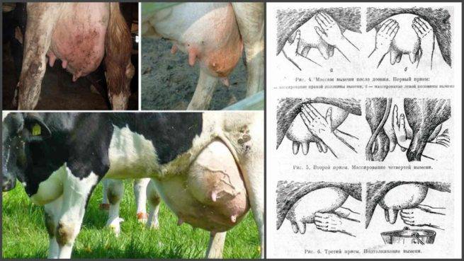 Виды и симптомы маститов у овец, лечение в домашних условиях и профилактика