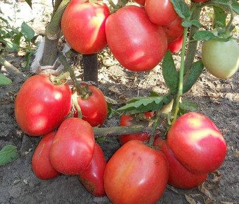 Новый сорт томатов сибирской селекции «японский краб» — описание, характеристики, фото