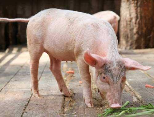 Что есть свинья: кормление pic, чем питается, сколько раз в день кормить поросят