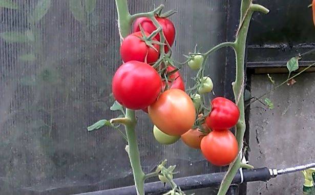 Неприхотливая новинка для огородов и парников — томат лев толстой f1: описание сорта и его характеристики