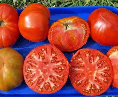 Холодостойкий сорт томата сибирской селекции «вечный зов»