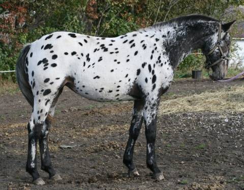 Алтайская лошадь – легенда алтайского края
