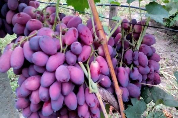 Виноград Дубовский розовый: описание сорта и история, плюсы и минусы