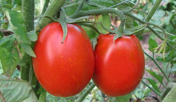 Лучшие сорта помидоров для засолки и консервирования