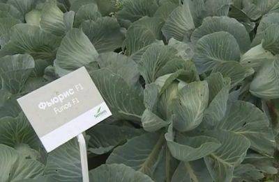 Технология выращивания капусты в теплице и парнике