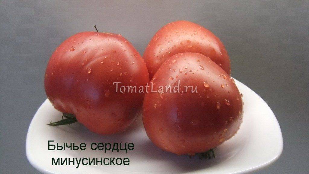 Урожайность, характеристика и описание сорта томата Бычье Сердце