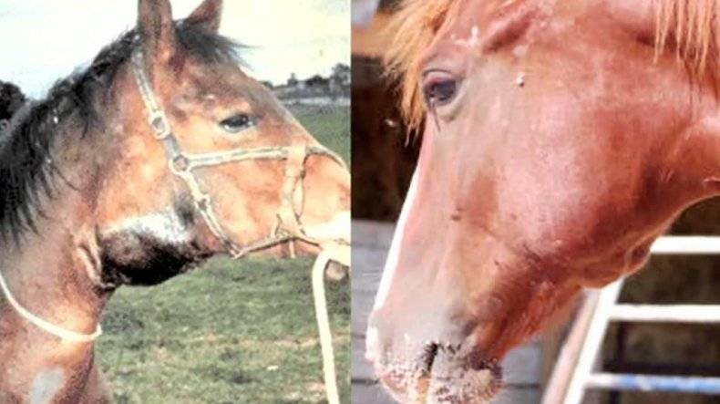 Распространённые болезни лошадей