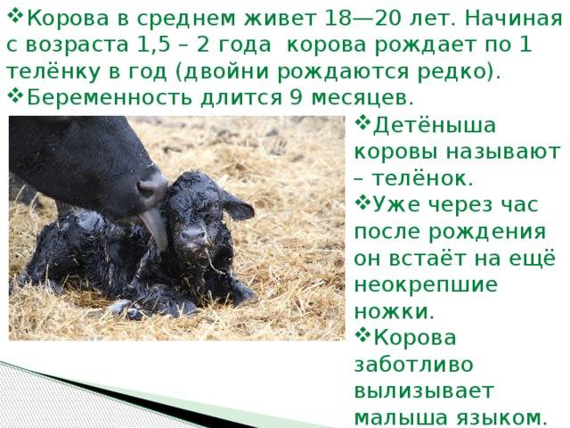 Беременность у козы: признаки, продолжительность, роды