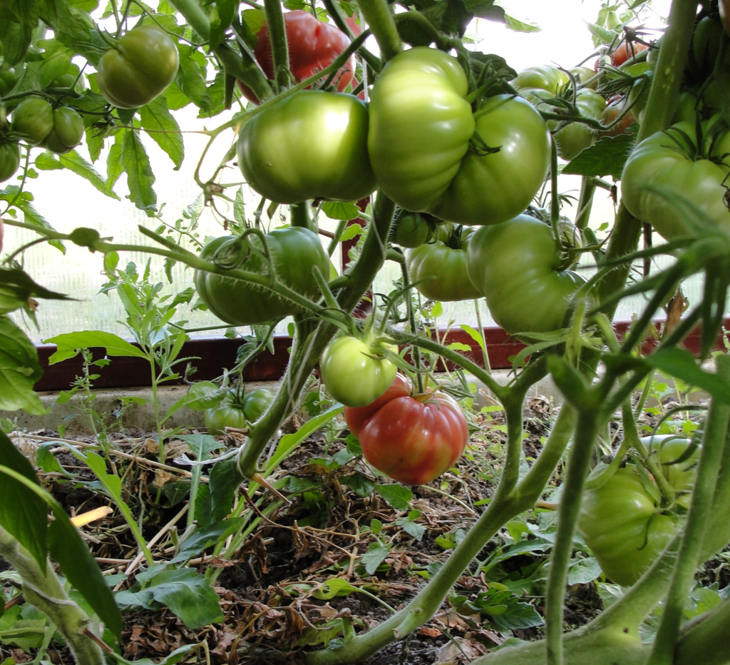 Все самое важное о сорте помидоров «сибирский гигант»