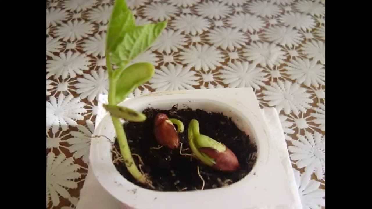 Как вырастить фасоль на даче в открытом грунте