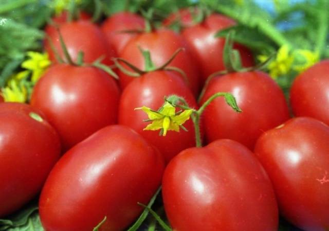 Описание сорта томата флажок, его характеристика и урожайность